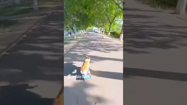 Корги на скейтах _ Corgi on skateboards