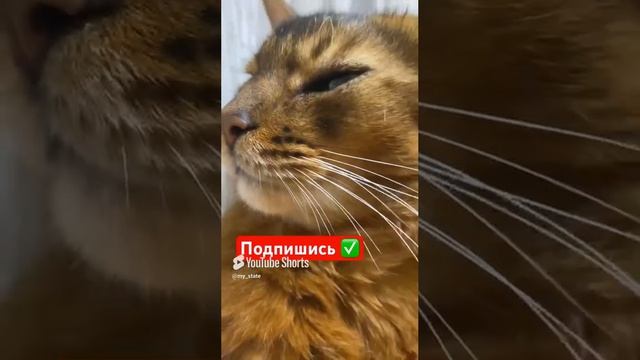 Сомалийский котик #смешныеживотные #коты #кошки #смешныекоты #приколыскотами #смешныевидео #котики
