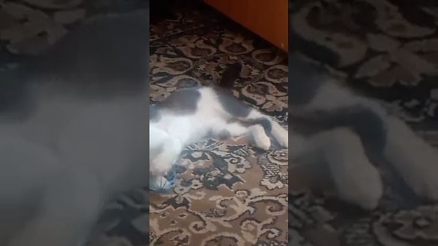 Игрушку дали с утра... Класс....