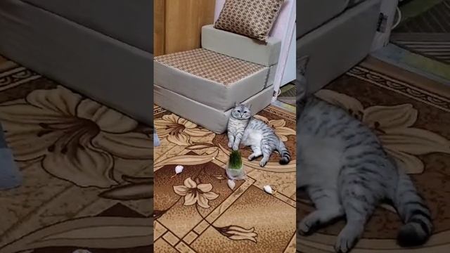 Машка такая смешная😀говорушка🐱