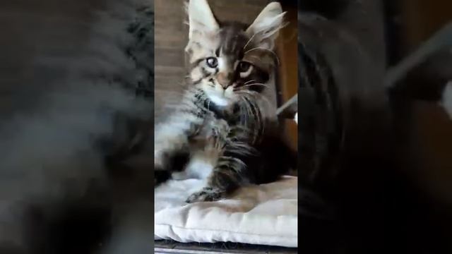 Прошлое кота