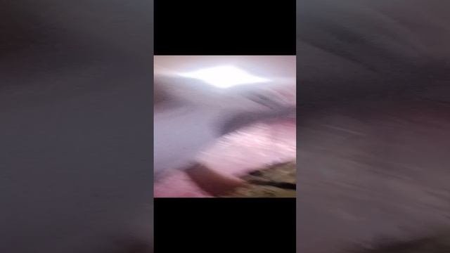 Смотрим длинного кота мягкого!