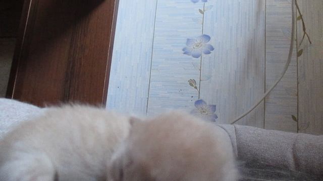 MVI_0157младенец