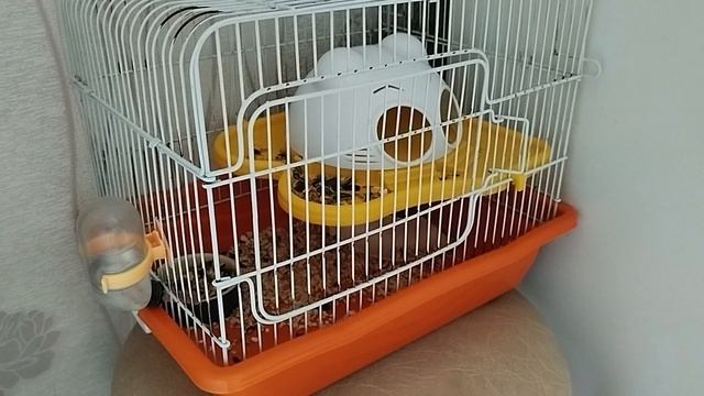 Как живут мои хомяки на таймлапс