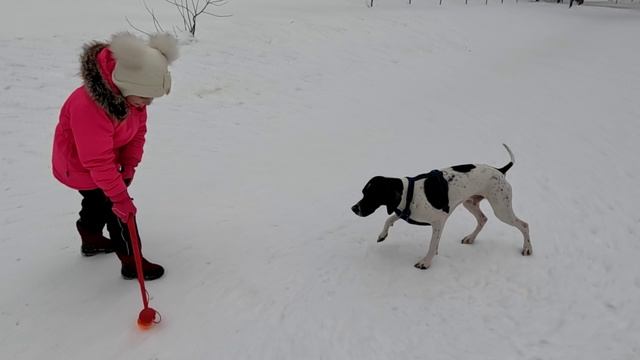 Занятия для поддержания спортивной формы охотничьей собаки породы пойнтер зимой