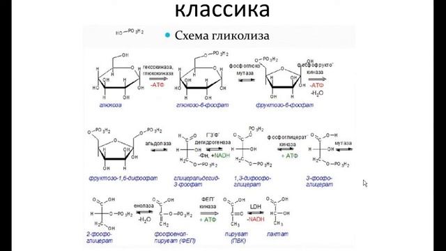 8. Эфирное тело. ч9. Переваривание глюкозы