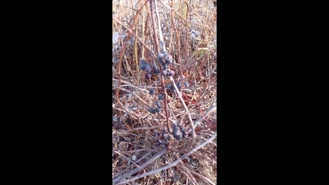зимний виноград
