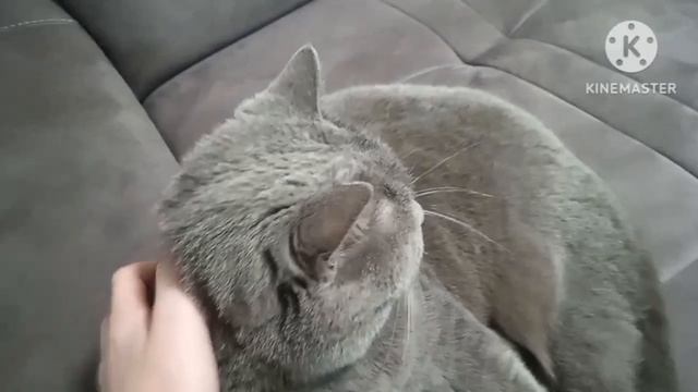 Обзор на кота