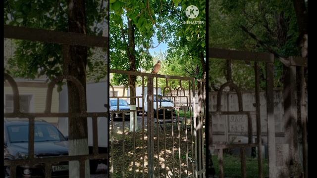 природа .mp4