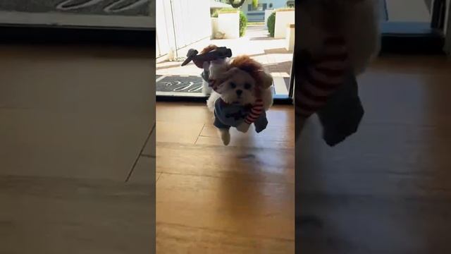 1000011625.mp4
