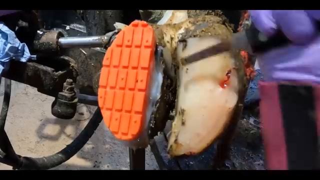 HUGE PRESSURE RELEASE from COW'S HOOF!!!