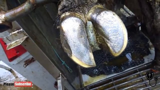 HUGE STONE stuck in POOR COWS FOOT | The Hoof GP