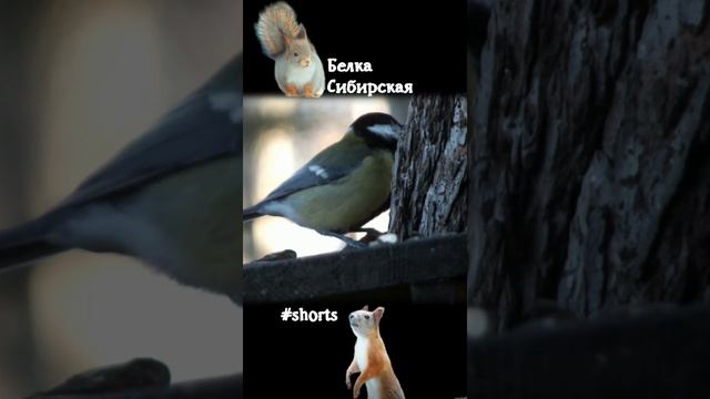 Синички прилетают за семечками