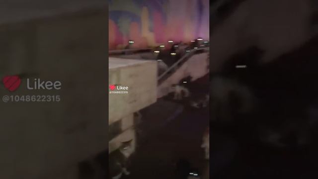 Очень много кошек