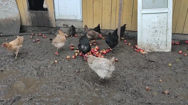 Удивительно! Почему выгул у кур сырой осенью? 🤔