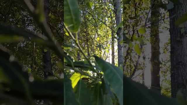 Зелёный момент