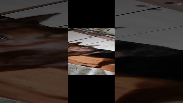 Моя собака Айра 2 серия