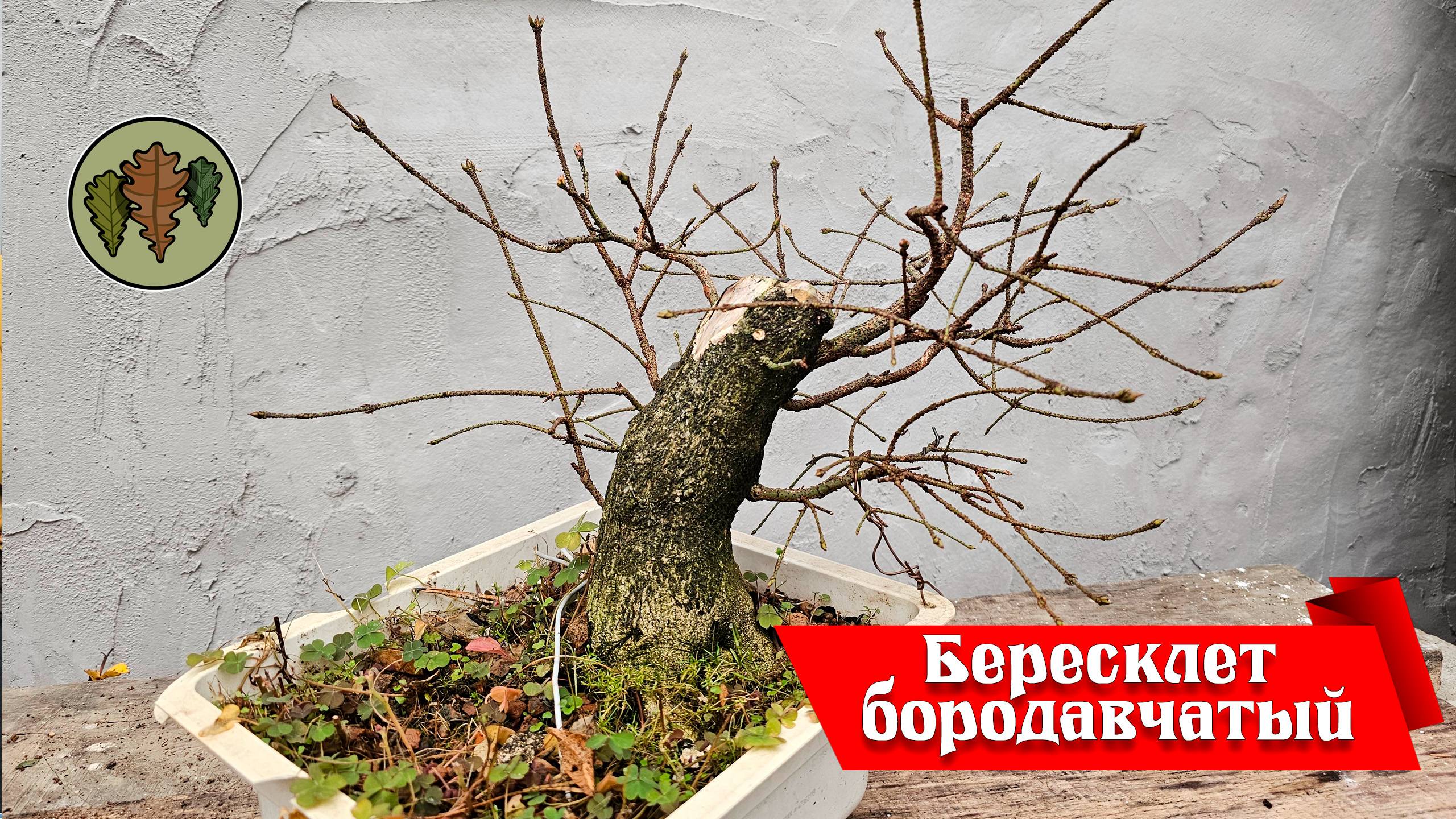 Бересклет бородавчатый, как будем формировать весной?