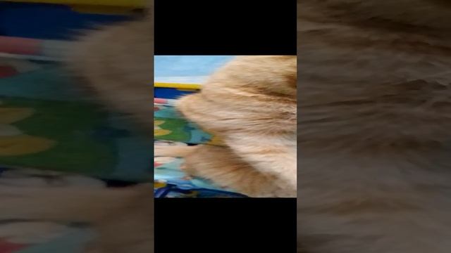 магия монтожа