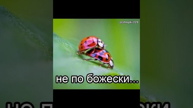 НЕ ПО-БОЖЕСКИ...