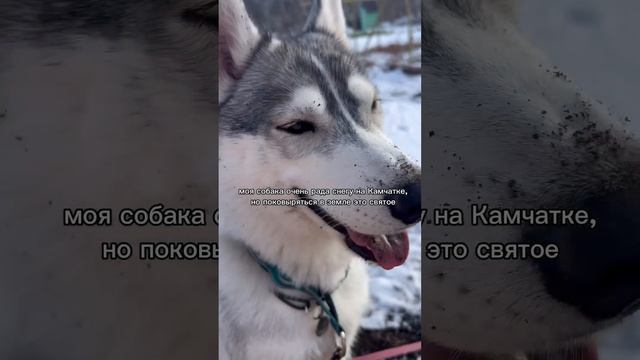 у всех хаски такие?  моя Айми один сплошной мем на прогулках #хаскивидео #собака #хаскироссии