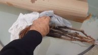 Получил вторую партию саженцев винограда.08.11.2024 г.