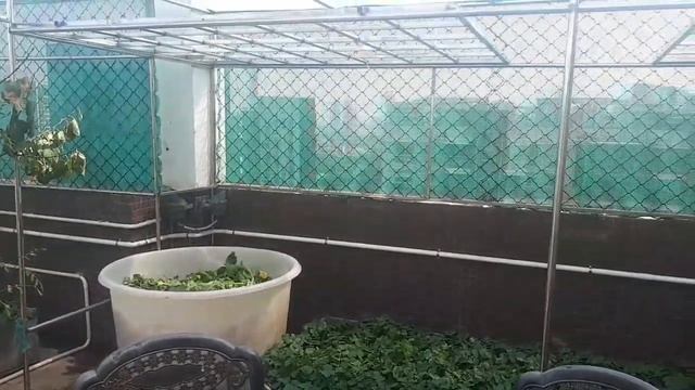 चाइना के घरों की छतों पर लोग ये सब उगाते है green roof china ||Living in China Niranjan || indians