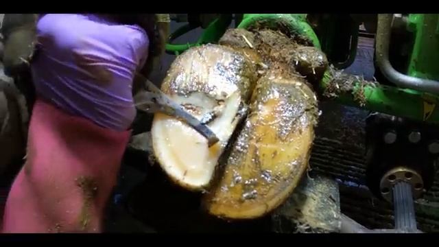 *HUGE* RUSTY SCREW PULLED out of COWS FOOT
