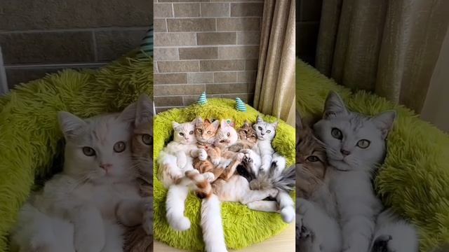 Котяшки