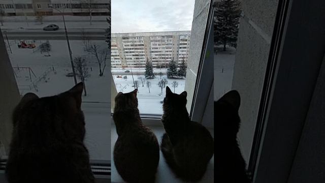 Любимое занятие котят.