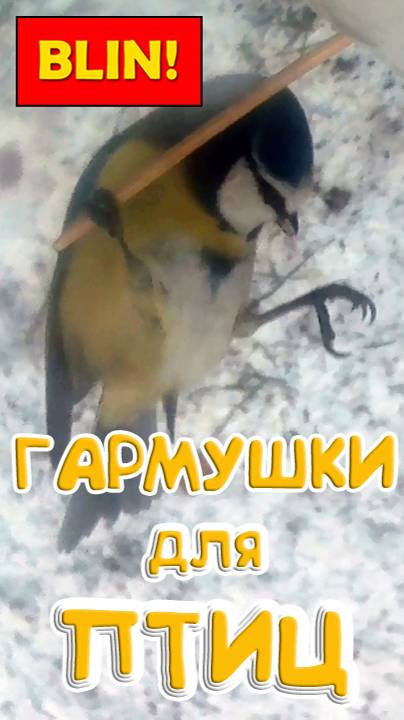 Г-Н1-1 Воробей и лазоревка