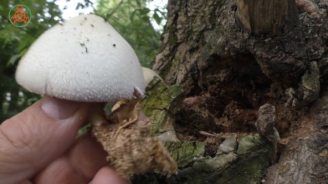 Вкусный но редкий гриб! Вольвариелла шелковистая -  Volvariella bombycina.