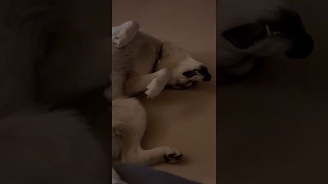 смотреть со звуком  моя балдёжница  #хаскироссии #хаскивидео #husky #хаскисозданыдляласки