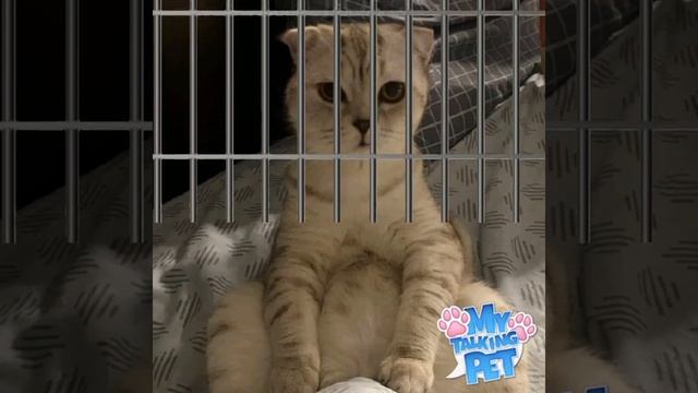 Кот попал в тюрьму