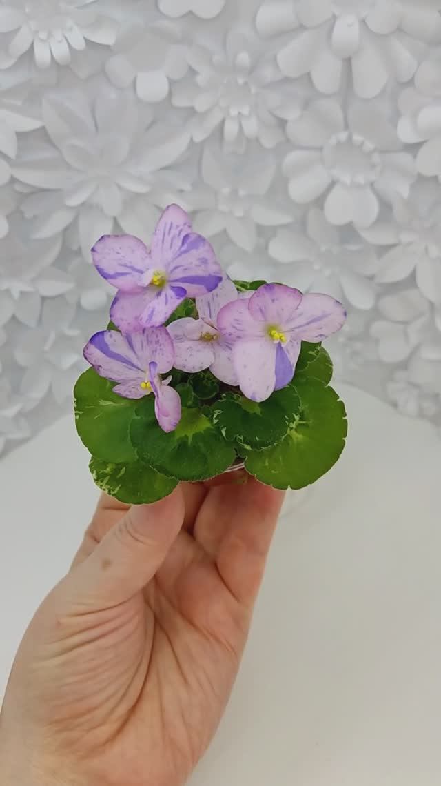 Фиалка Shirl's Pip Squeak