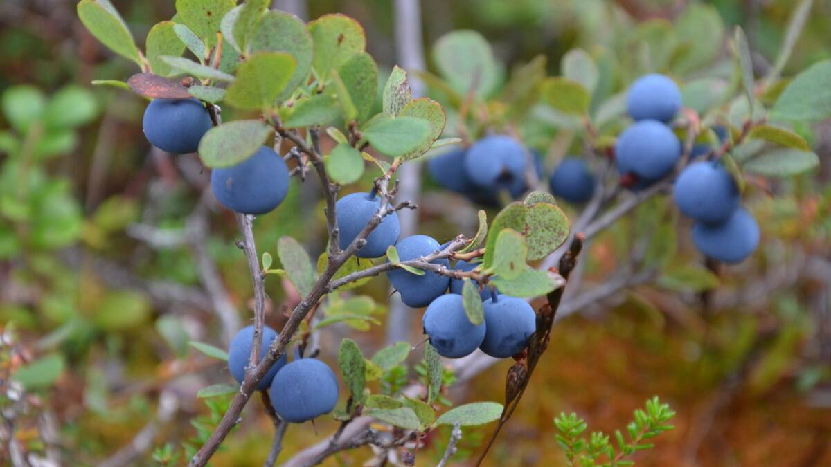 Голубика (Кавер-версия) из репертуара группы "Лесоповал"