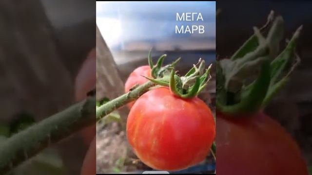 Каталог коллекционных томатов сезона 2024 ,часть 1