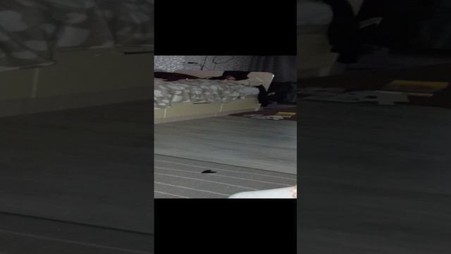 мы вызвали чешского кота