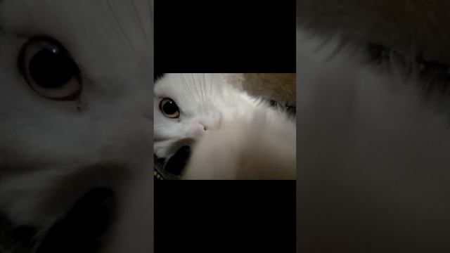 кот Васька дома