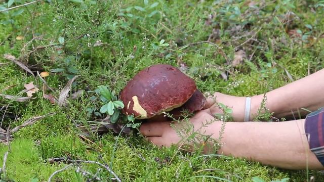 Срезать или выкручивать. Белый гриб сосновый -  Boletus pinicola