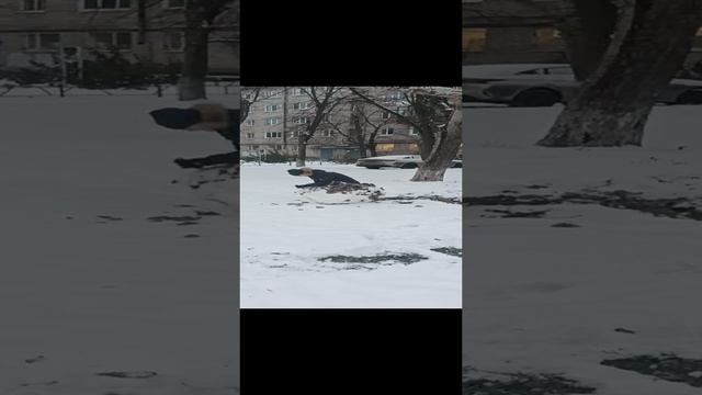 video-b83f5228dfc71bbec6a23dd8ebd72414-V.mp4