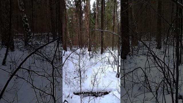 зимний лес