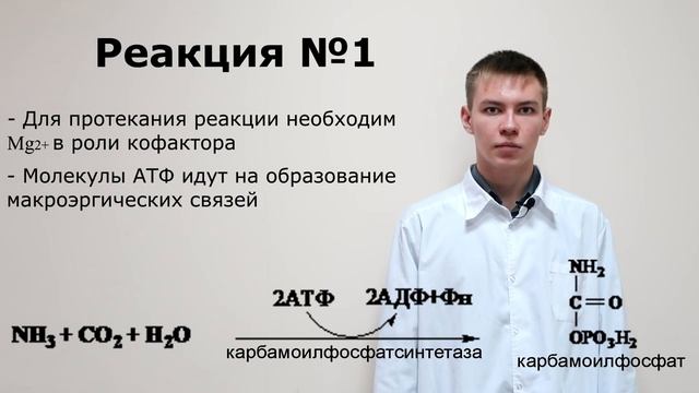 Орнитиновый цикл - наши студенты