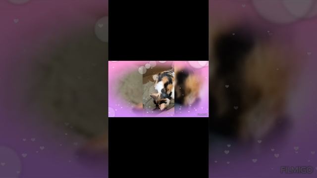 самое милое видео 🥹😻🤗!!!#кошка#котёнок#милоевидео#рутюб