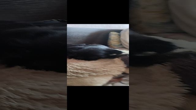 Убер не хочет гулять