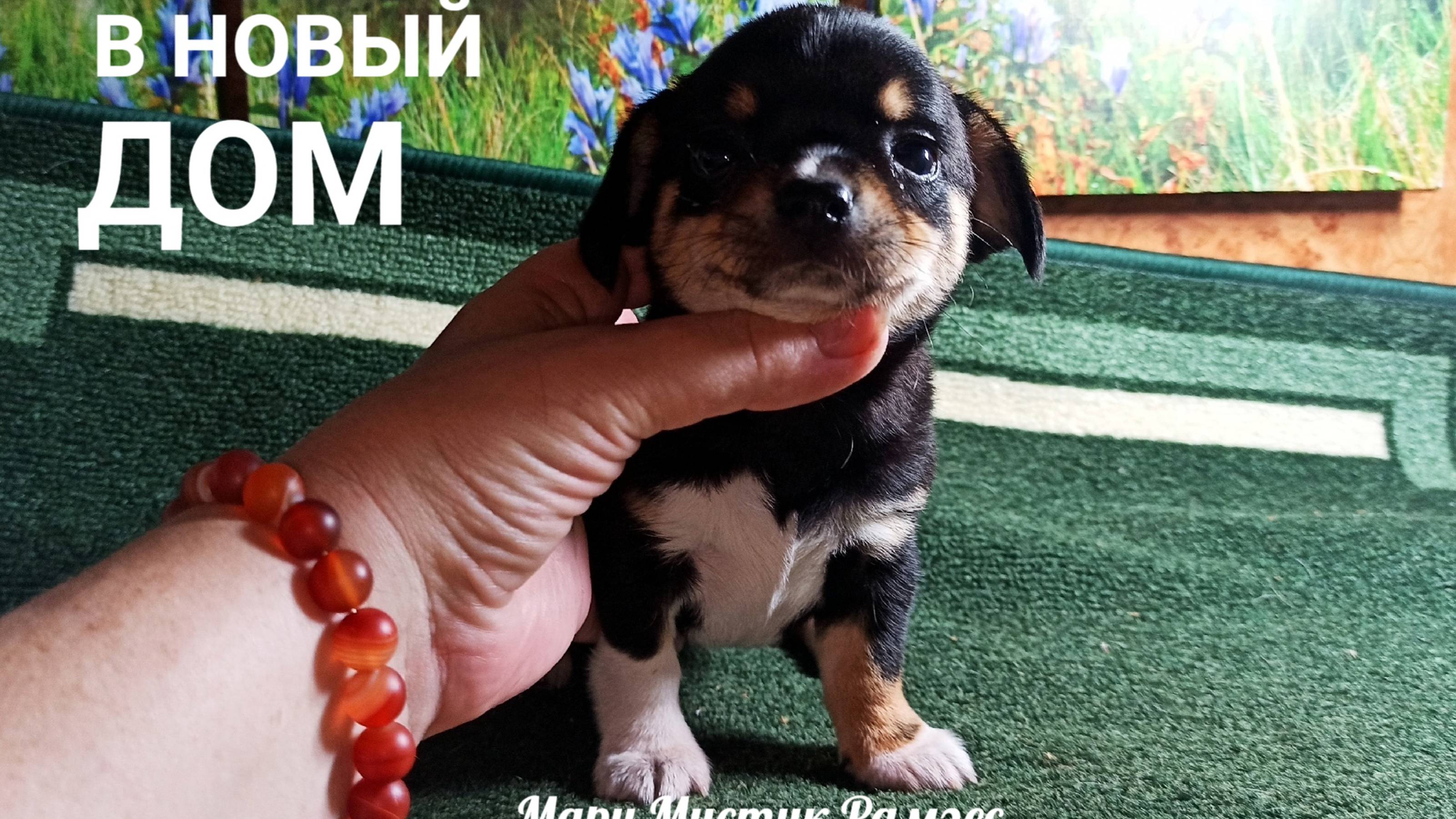 Семион Леонович и Ко ПРОВОЖАЮТ Рамзеса в НОВЫЙ дом 09.11.24 #купитьчихуахуа 89215950848 #продаю