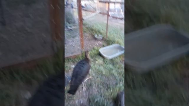 Чёрный Аист   Гришка  25 09 19 г