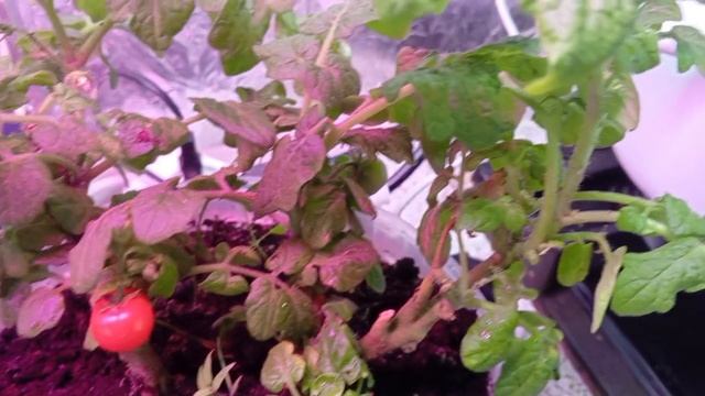 Зимний огородик. Сажаю лук на зелень. Сезон начался)