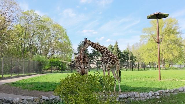 12028398-hd_1920_1080_60fps