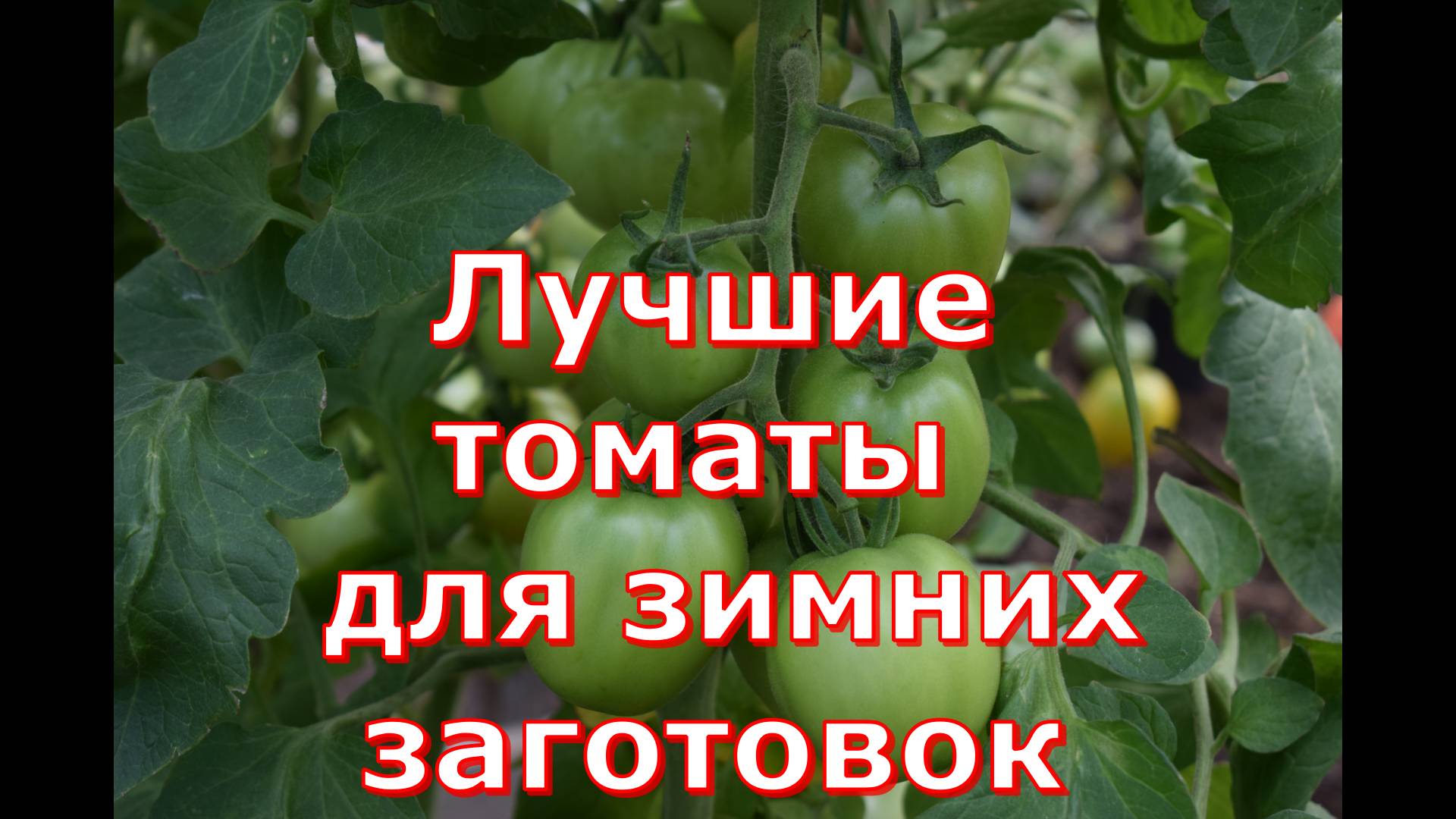 Томат Сладкий бочонок очень вкусный и ароматный. Идеально подходит для зимних заготовок.